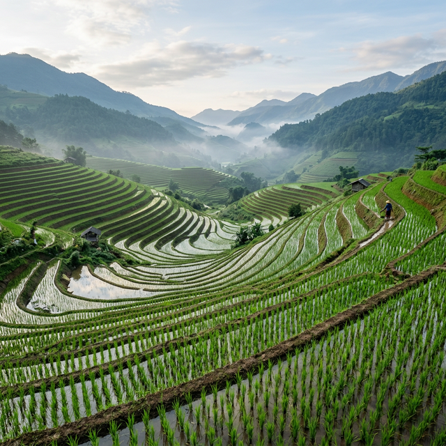 Lush green rice paddy fields